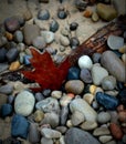 Autumn Leaf on the Beach Royalty Free Stock Photo