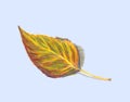 Autumn leaf birch. on a light blue background. Colored pencils technique. Hand drawn illustration. Royalty Free Stock Photo