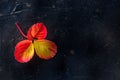 Autumn leaf on a black background, fall season poster Royalty Free Stock Photo