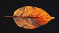 Autumn leaf on black background, Generative AI illlustrations Royalty Free Stock Photo