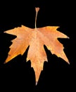 Autumn leaf on a black background Royalty Free Stock Photo