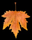 Autumn leaf on a black background Royalty Free Stock Photo