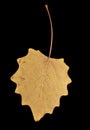 Autumn leaf on a black background Royalty Free Stock Photo