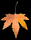 Autumn leaf on a black background Royalty Free Stock Photo