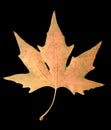 Autumn leaf on a black background Royalty Free Stock Photo