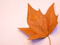 Autumn leaf with black cackground Royalty Free Stock Photo