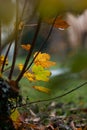 Autumn leaf on the branch of a bush back lit by setting sun light in the yard Royalty Free Stock Photo