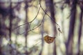 Autumn leaf on branch Royalty Free Stock Photo