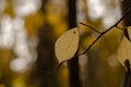 Autumn leaf on a branch in the park. Blurred background