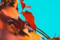 Autumn leaf on a branch on a sky background