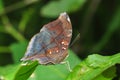 Autumn Leaf butterfly