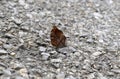 Autumn Leaf butterfly (Doleschallia bisaltide) Royalty Free Stock Photo