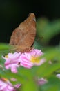 The autumn leaf butterfly (Doleschallia bisaltide) sucks flower nectar Royalty Free Stock Photo