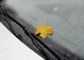 Autumn leaf on car windshield wet from rain. Yellow maple leaf on vehicle Royalty Free Stock Photo