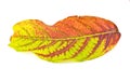 Autumn leaf of Cashew NutTree