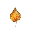 Autumn leaf - Catalpa maple. Autumn maple leaf isolated on a white background. Watercolor illustration. Royalty Free Stock Photo