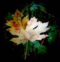 Autumn leaf caught in the bright sunlight