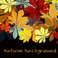 Autumn leaf chestnut collection Royalty Free Stock Photo