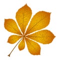 Autumn leaf chestnut Royalty Free Stock Photo