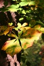 Autumn leaf with chiaroscuro