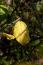 Autumn leaf - chiaroscuro Royalty Free Stock Photo