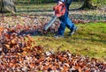 Autumn leaf clean up with leafblower