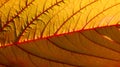 Autumn leaf close-up. Autumn background Royalty Free Stock Photo