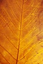 Autumn leaf close up Royalty Free Stock Photo