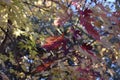 Autumn Leaf close up at Chamna Reserve, Richland, WA