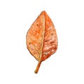 Autumn leaf close up isolated on white background. Hand drawn watercolor illustration. Autumn concept, falling leaves