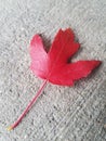 Autumn leaf - close up of a red maple leaf Royalty Free Stock Photo