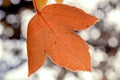 Autumn leaf close-up, venation details on bokeh blurred background.