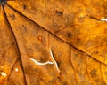 Autumn leaf closeup view. Royalty Free Stock Photo