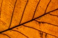 Autumn leaf closeup view. Royalty Free Stock Photo