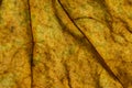 Autumn leaf closeup view. Royalty Free Stock Photo