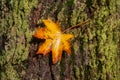 Autumn leaf clung to the bark of a tree lies on a moss