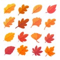 Autumn leaf collection Orange maple leaves in autumn simple design