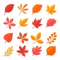 Autumn leaf collection Orange maple leaves in autumn simple design