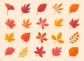 Autumn leaf collection Orange maple leaves in autumn simple design