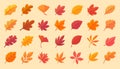 Autumn leaf collection Orange maple leaves in autumn simple design