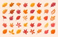 Autumn leaf collection Orange maple leaves in autumn simple design