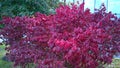 Autumn leaf color background. Burning Bush Euonymus alatus with fiery red fall foliage. Winged spindle. Flowering plant in the fam Royalty Free Stock Photo