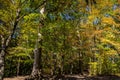 Autumn Leaf Color Change Cuyahoga National Park Ohio Royalty Free Stock Photo