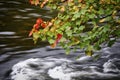 Autumn leaf color with stream and flowing water in long exposure Royalty Free Stock Photo