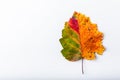 Autumn leaf colorful rainbow color gradient summer autumn season change