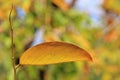Autumn Leaf - Colors in Nature Background - Golden Beauty