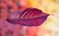 Autumn leaf on a colourful background Royalty Free Stock Photo