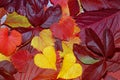 Autumn leaf composition. Studio shot on wooden background.Colorful autumn leaves on a white background. Background of autumn Royalty Free Stock Photo