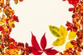 Autumn leaf composition. Studio shot on wooden background.Colorful autumn leaves on a white background. Background of autumn Royalty Free Stock Photo