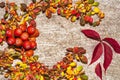 Autumn leaf composition. Studio shot on wooden background.Colorful autumn leaves on a white background. Background of autumn Royalty Free Stock Photo